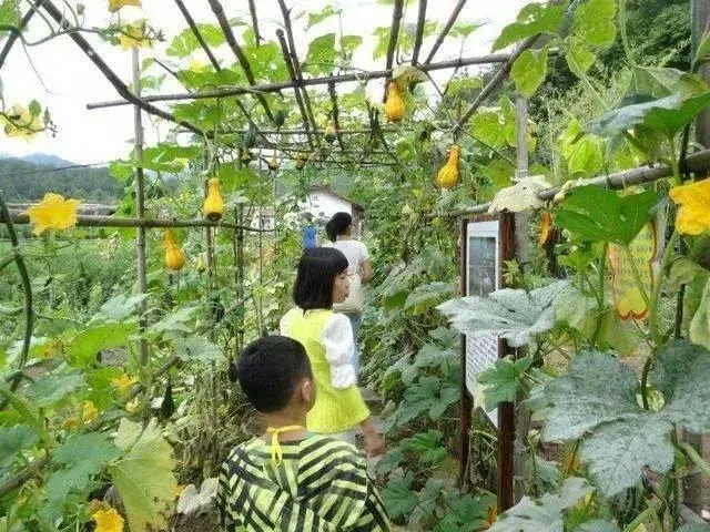 园区植物观察