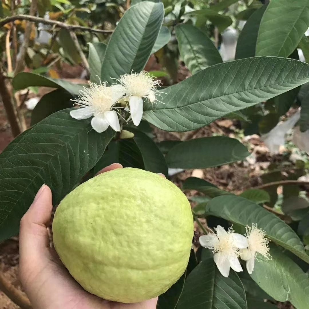 台湾芭乐 缩略图3